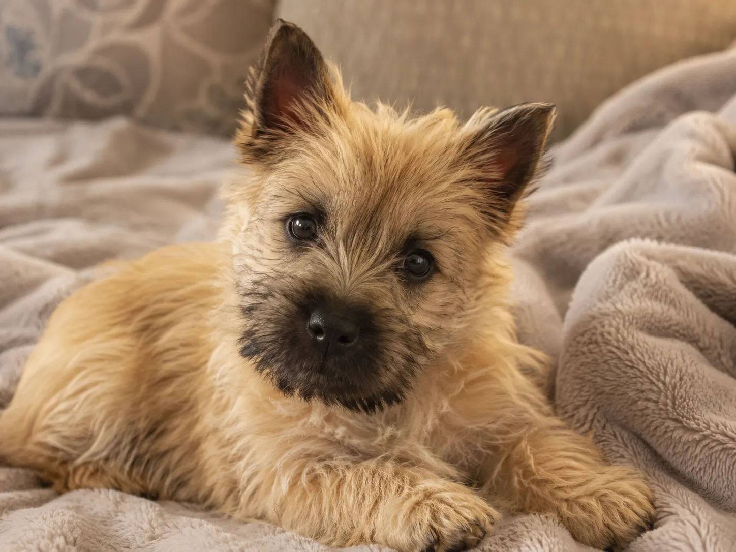 Cairn Terrier