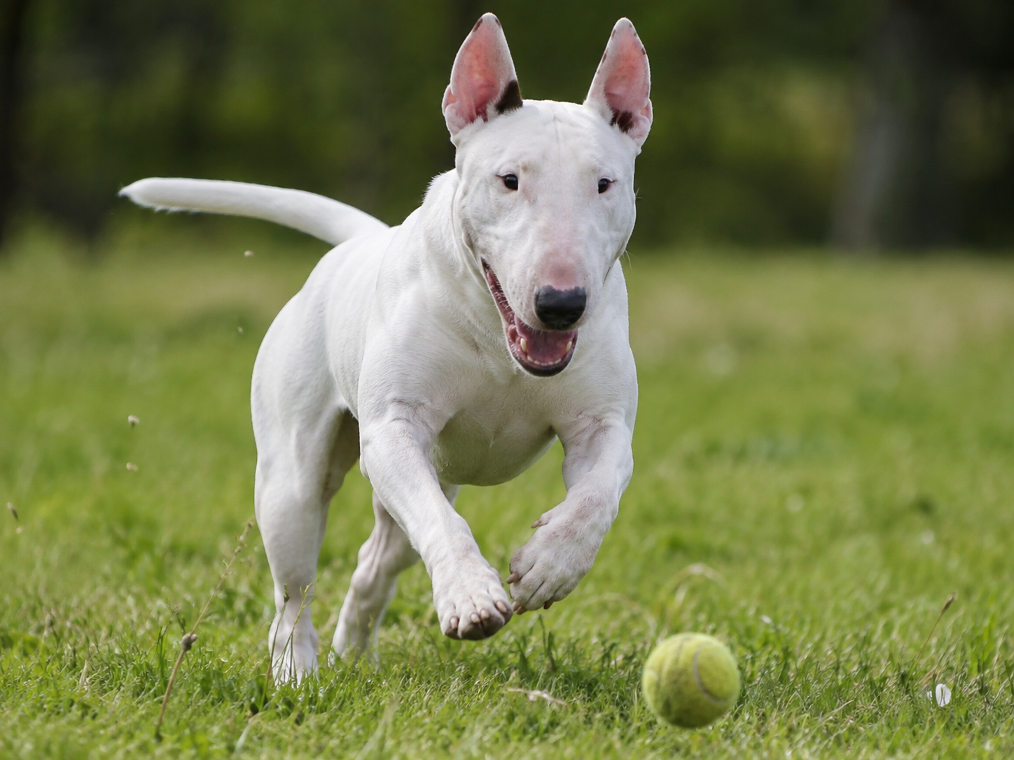 Bull Terrier