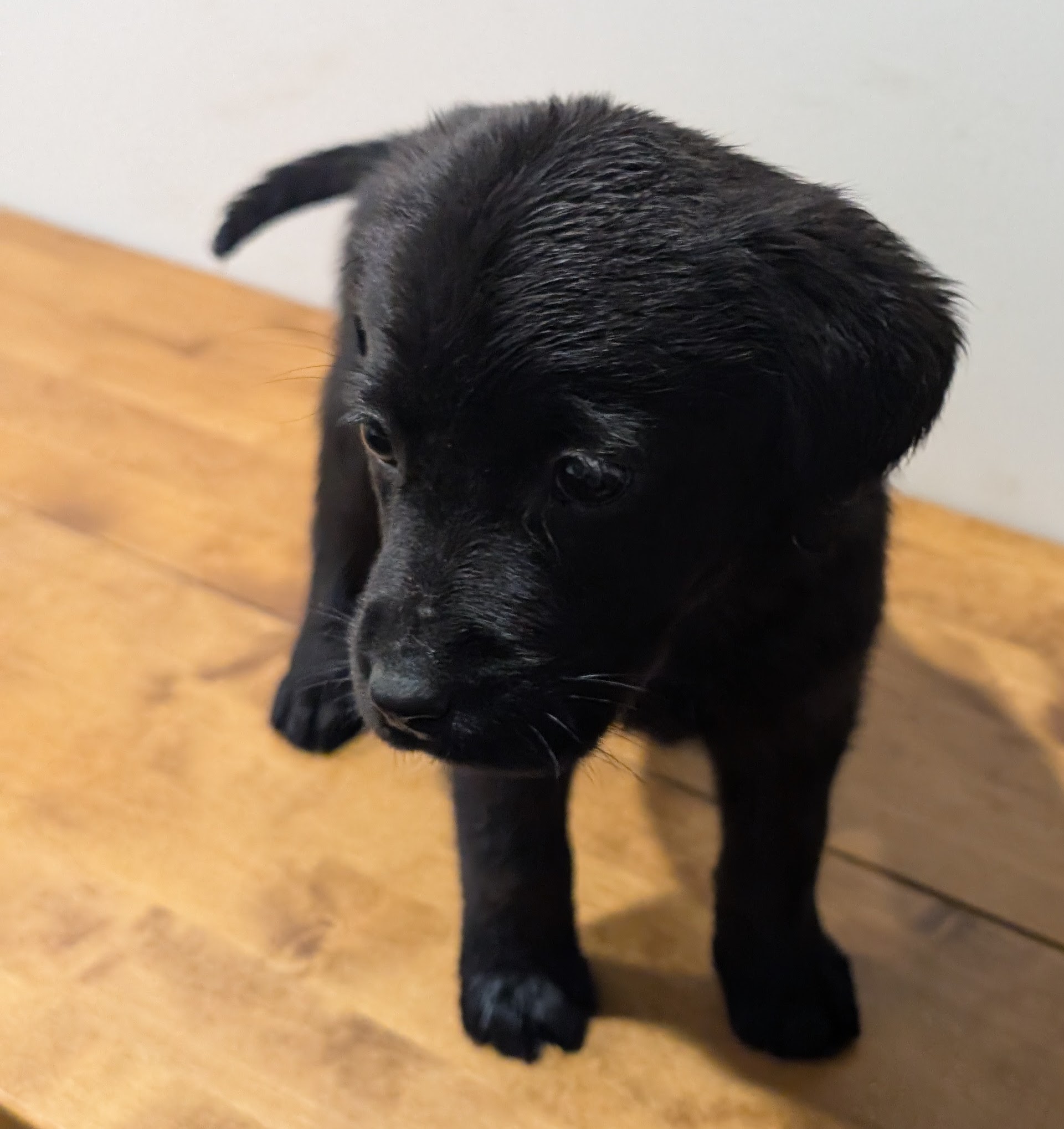Labrador Retriever Puppies – Black and Yellow Available!