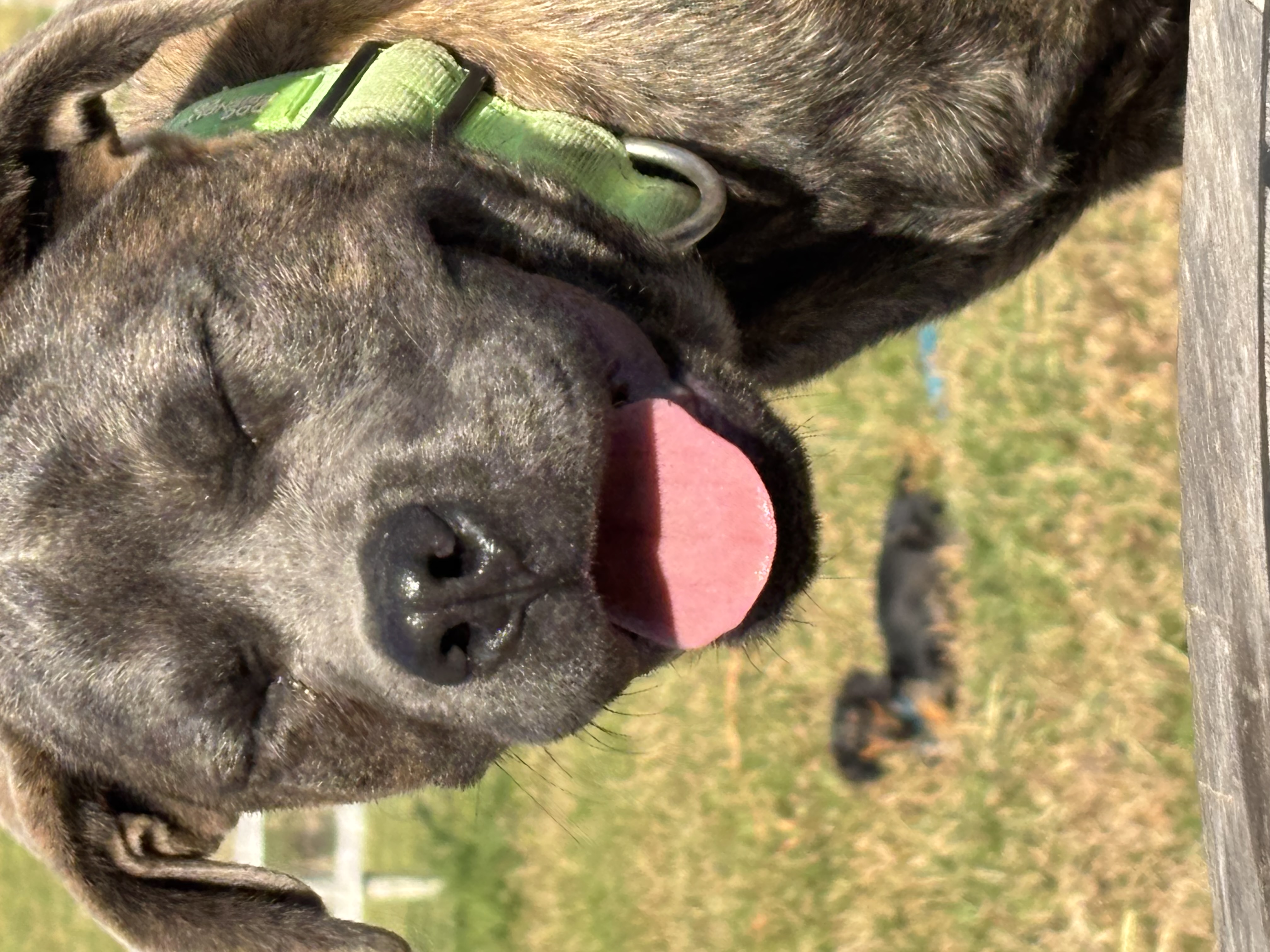 Amazing 6 month old pups available