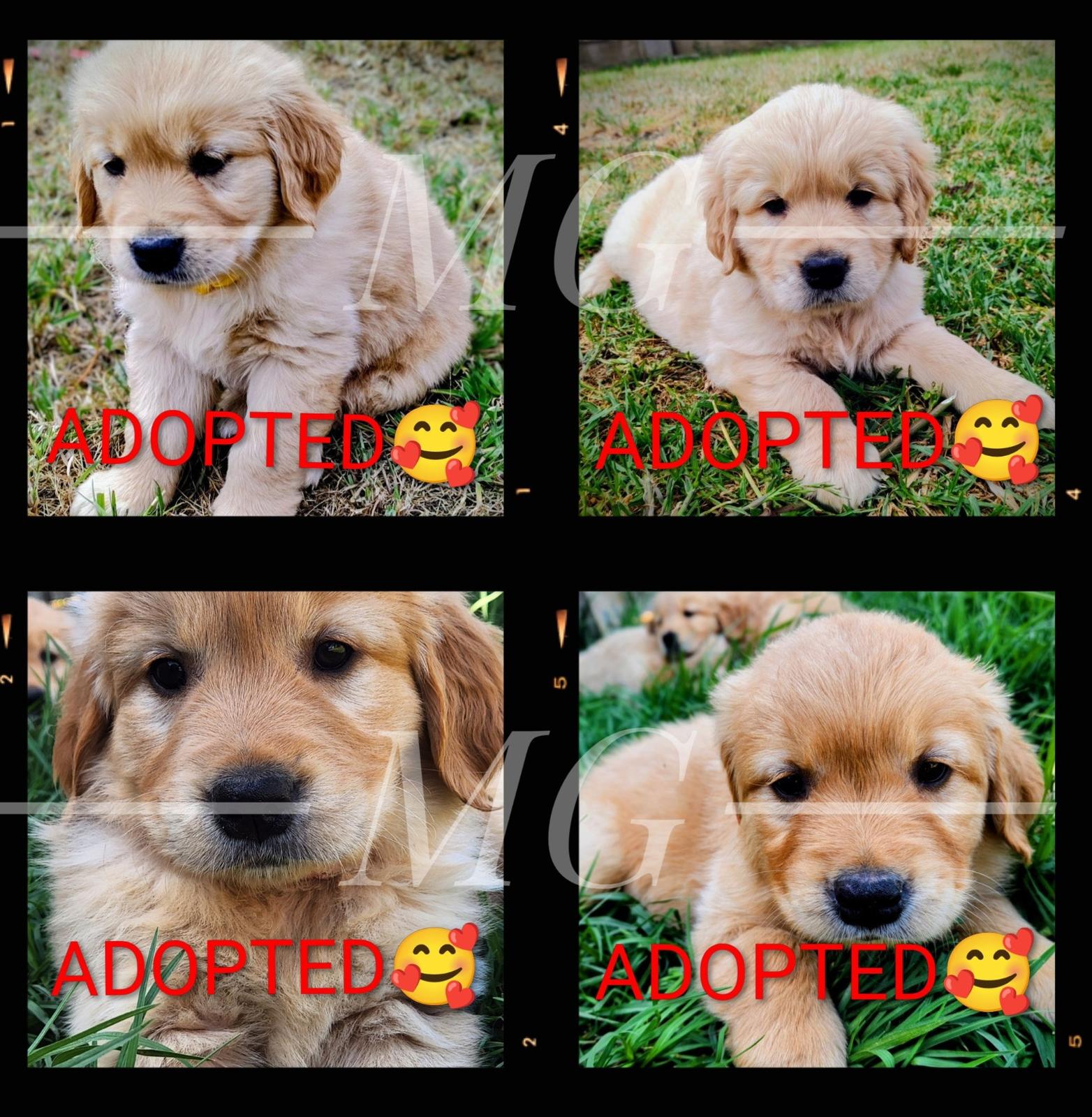 A SPECTACULAR NEW LITTER OF PUREBRED GOLDIES *_*