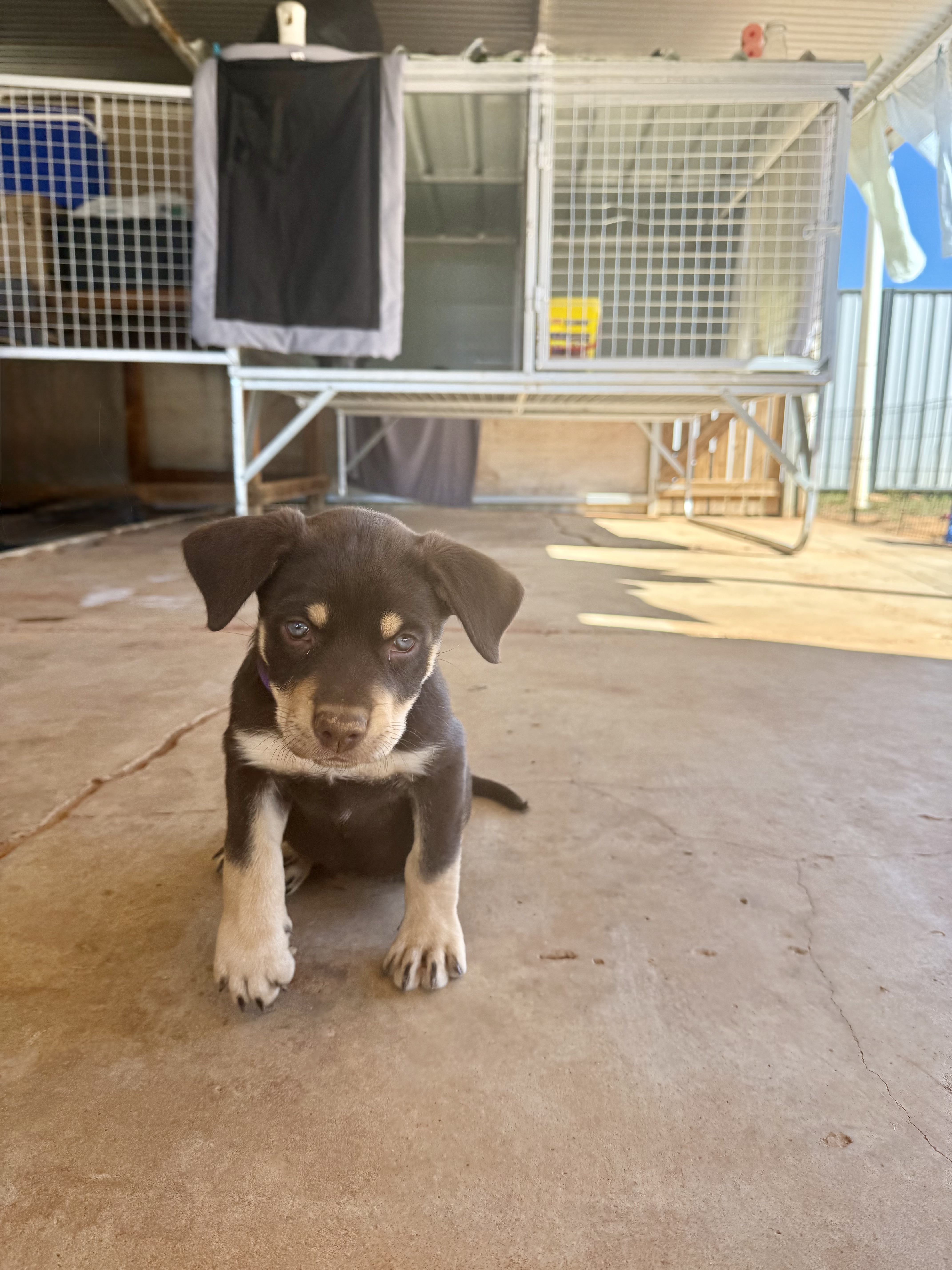 Winnie x Rollie Purebred Working Kelpies x 6