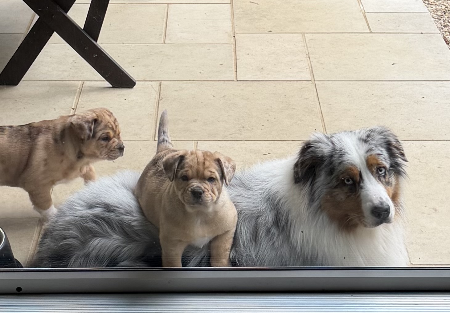 French Bulldog x Aussie Shepherd — photo 1