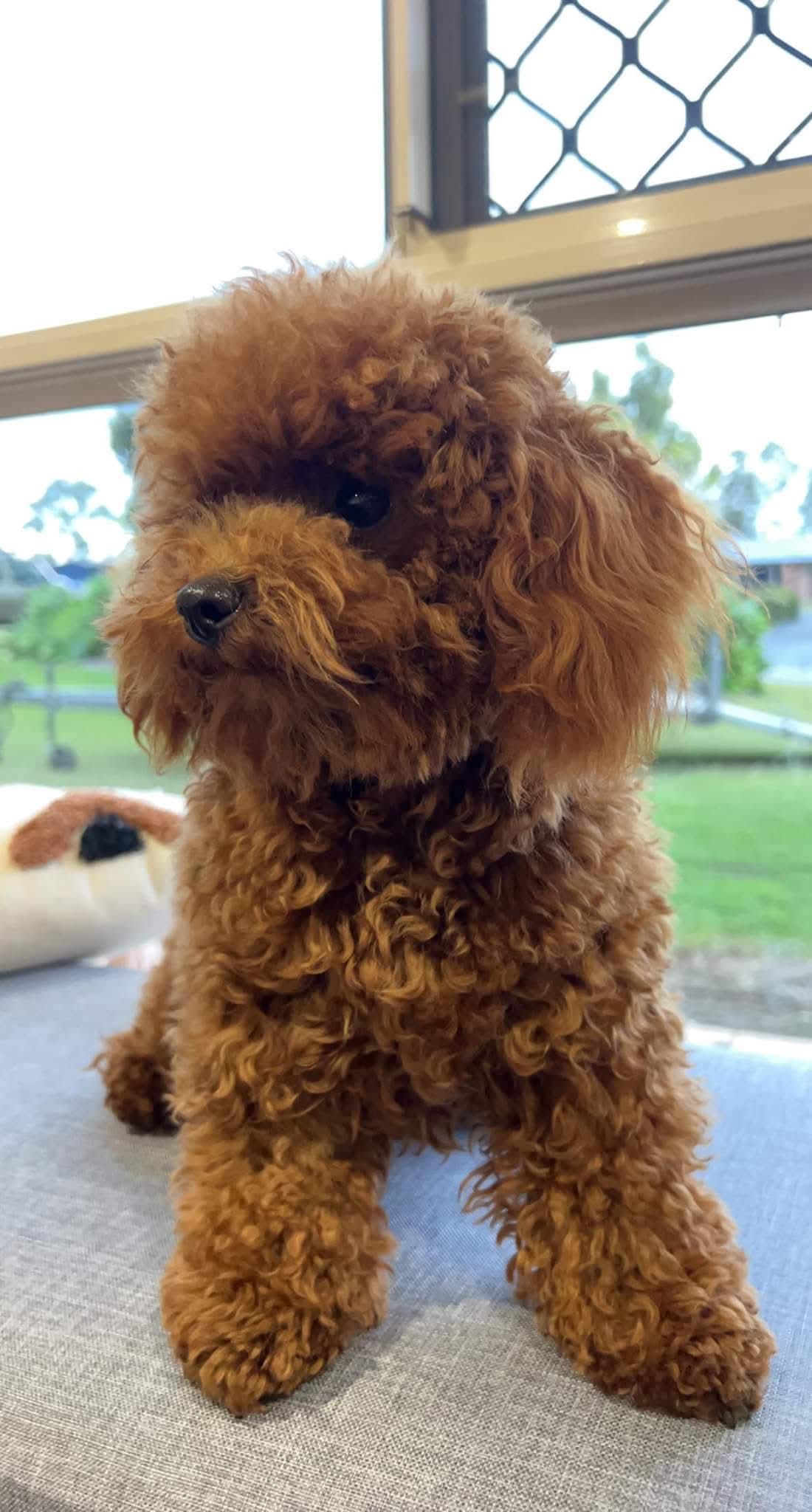 š Beautiful Chipoo / Tea Cup Poodle Girl ā Ready Late October š ā photo 9