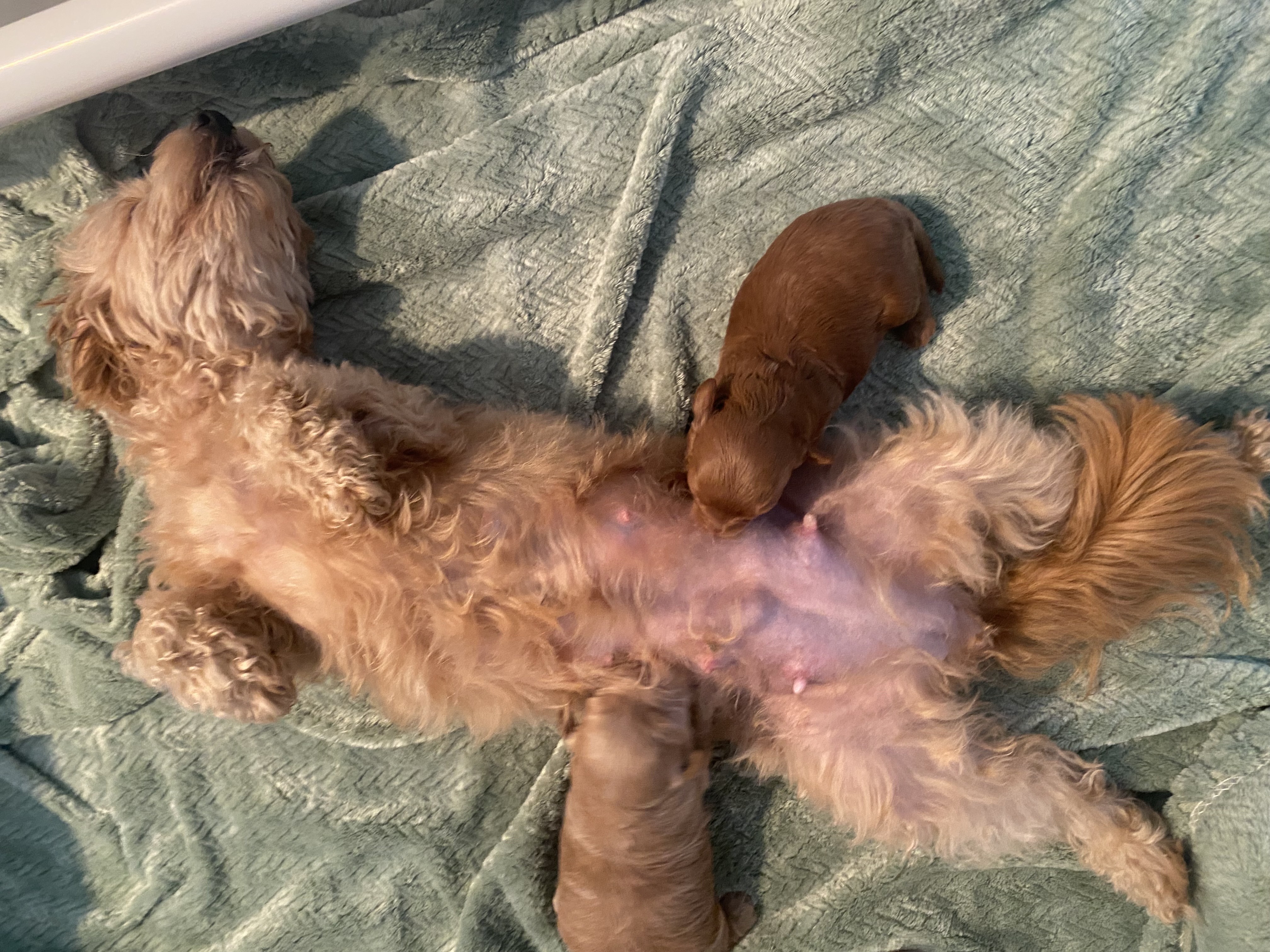 š Beautiful Chipoo / Tea Cup Poodle Girl ā Ready Late October š ā photo 10
