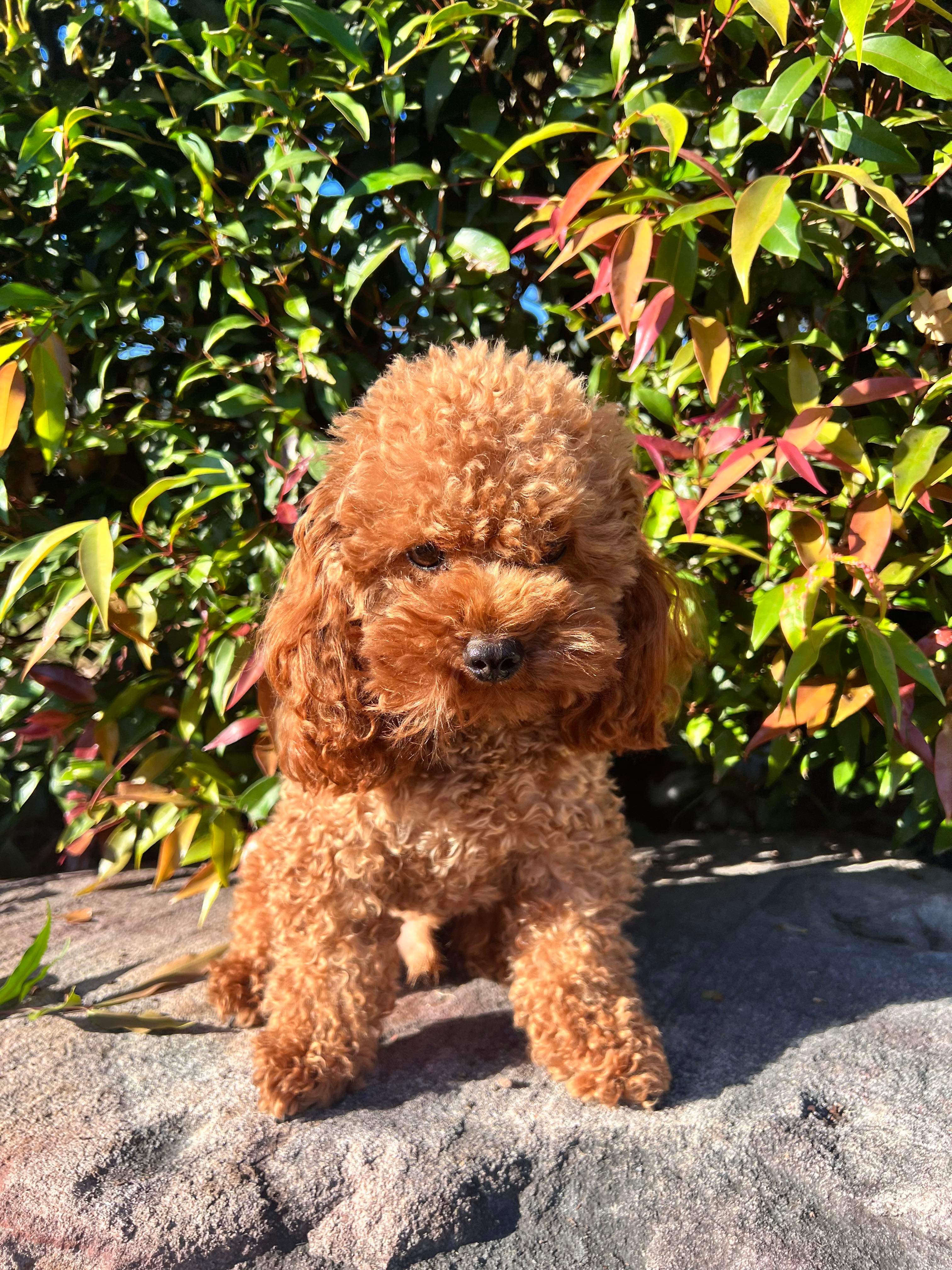 š Beautiful Chipoo / Tea Cup Poodle Girl ā Ready Late October š ā photo 8