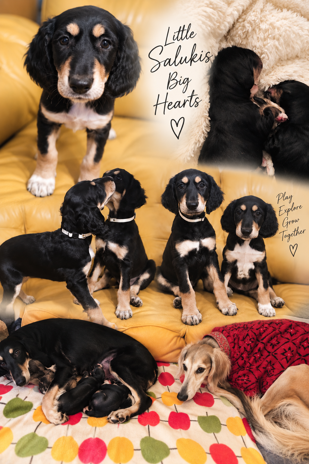 Saluki Puppies