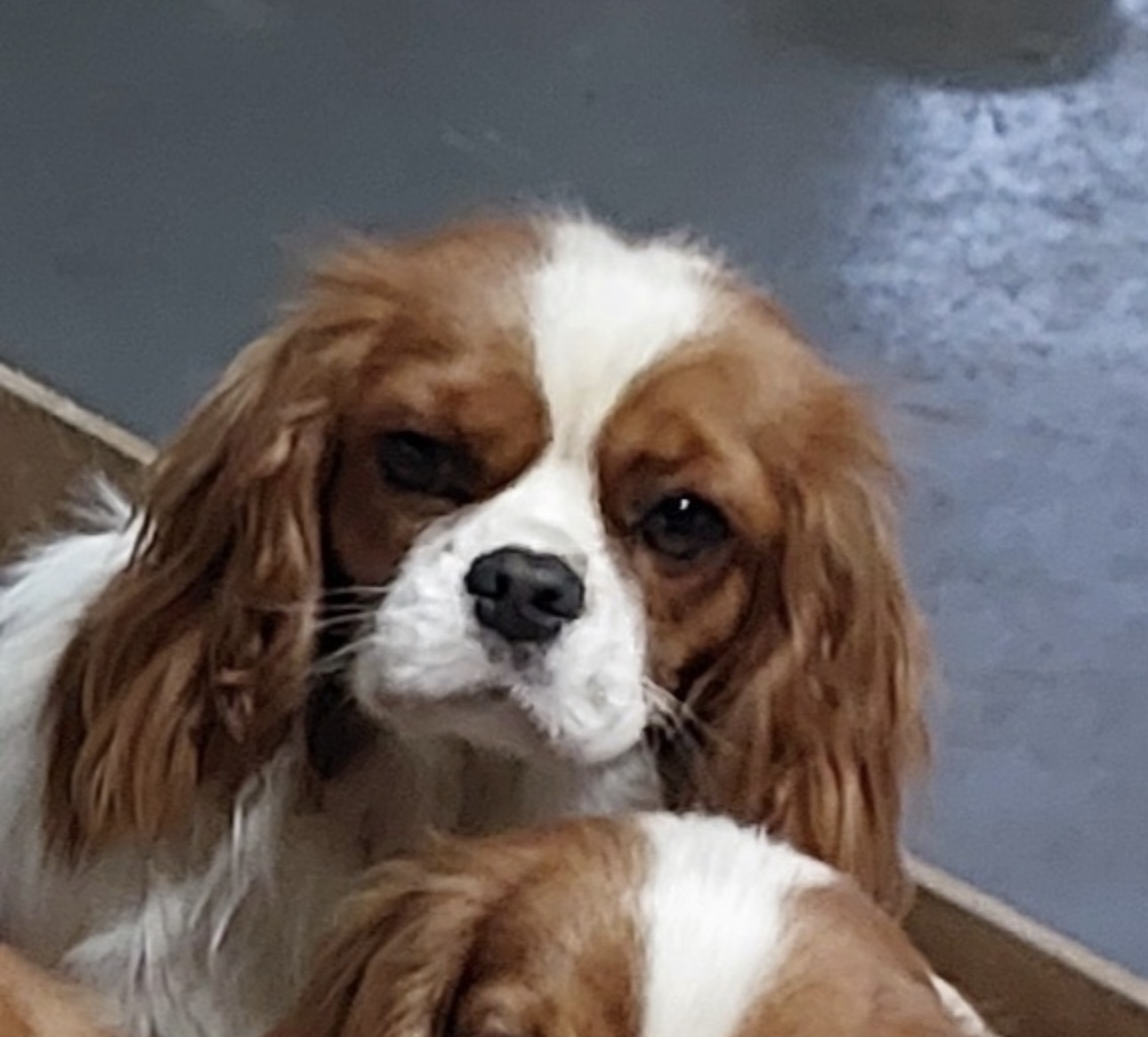 Gembelina cavaliers ANkC registered — photo 2