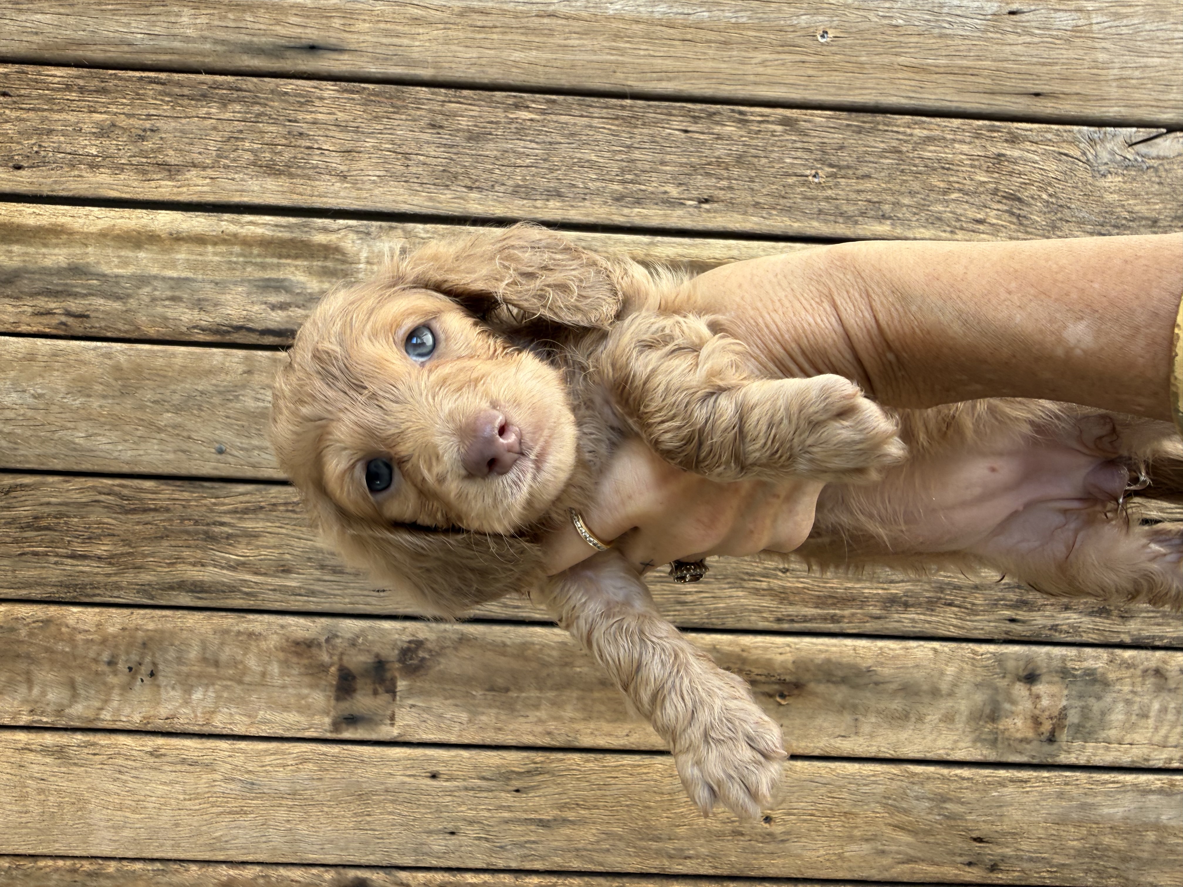 Cream long hair miniature dachshunds Ready — photo 4