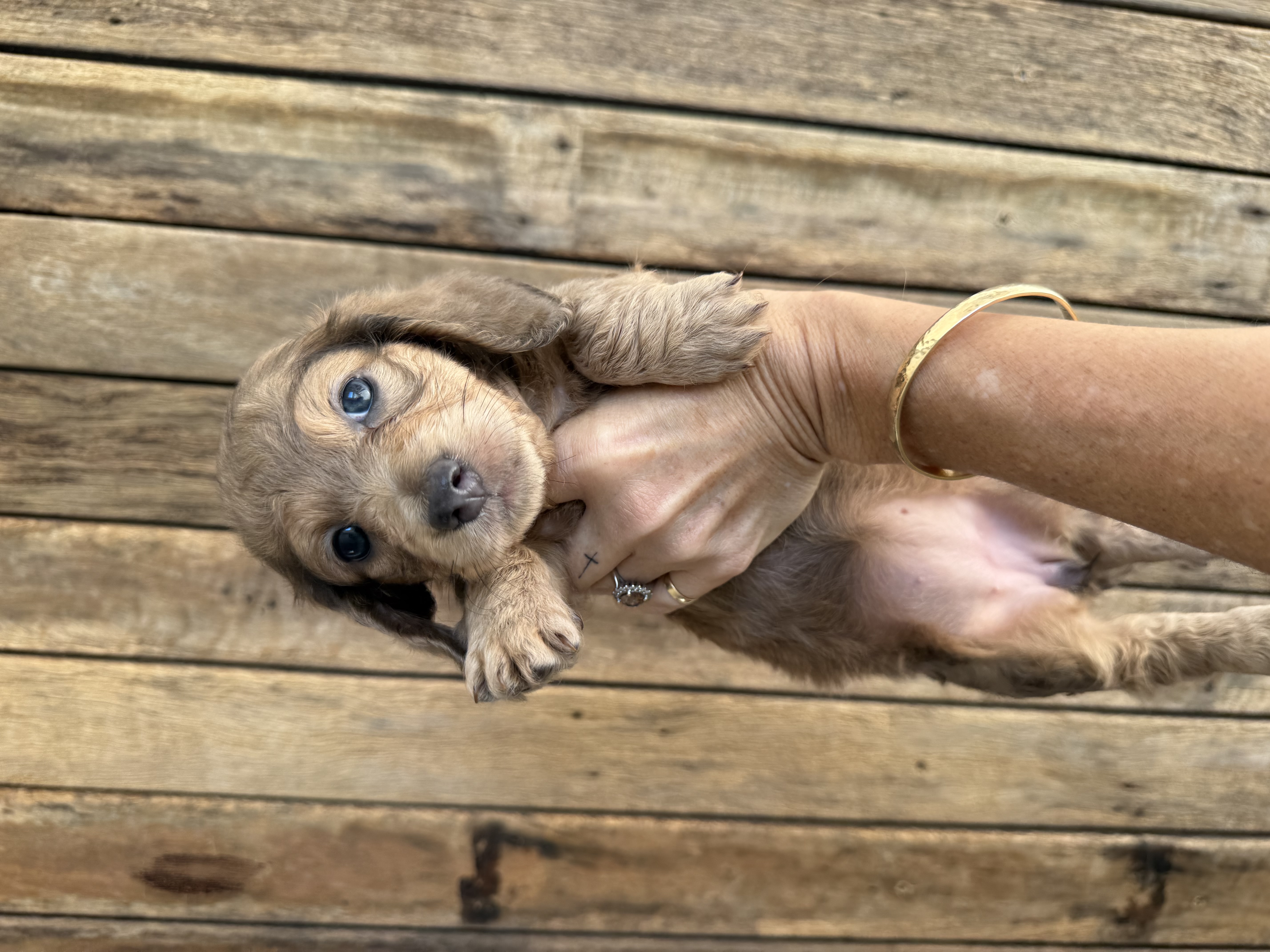 Cream long hair miniature dachshunds Ready