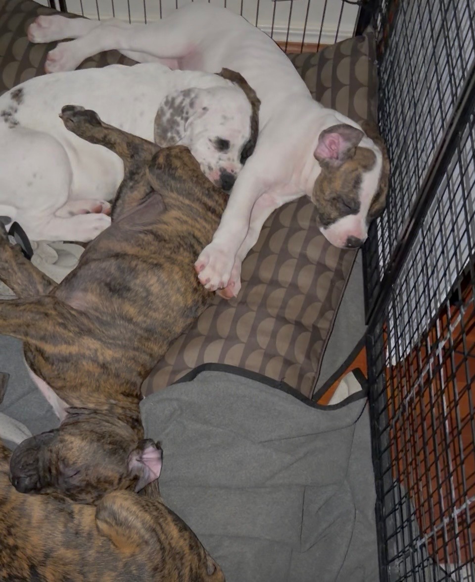 Puppies - Large Breed