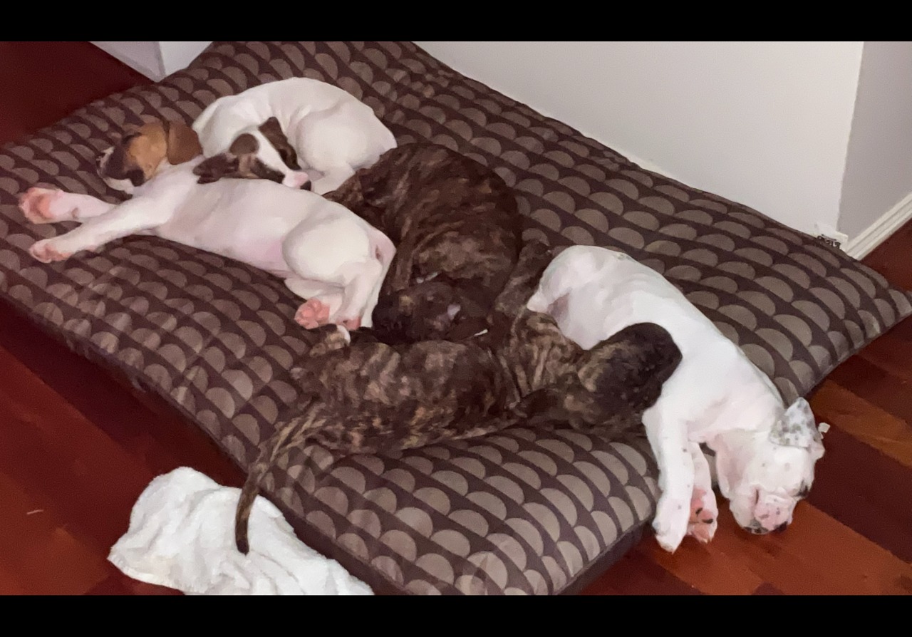 Puppies - Large Breed — photo 2
